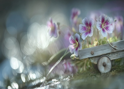 Bodziszek, Kwiaty, Drewniany, Wózek, Bokeh, Grafika AI