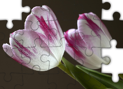 Kwiaty, Dwa, Biało-fioletowe, Tulipany