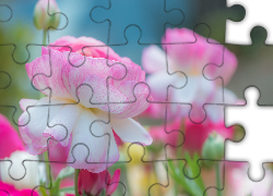 Biało-różowe, Kwiaty, Rozmyte, Tło