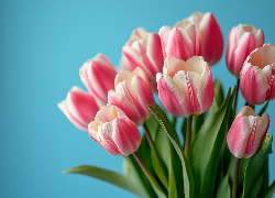 Kwiaty, Biało-różowe, Tulipany, Bukiet, Niebieskie tło