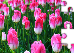 Kwiaty, Biało-różowe, Tulipany, Plantacja