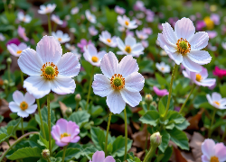 Biał0-różowe, Zawilce