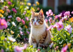 Biało-rudy, Kot, Siedzący, Kwiaty