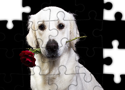 Pies, Golden retriever, Róża
