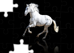 Biały, Koń andaluzyjski, Odbicie, Czarne, Tło