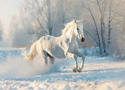Zima, Biały, Koń, Śnieg, Drzewa