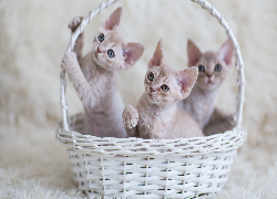 Koszyk, Trzy, Małe, Koty
