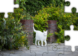 Biały, Kot, Chodnik, Zarośla