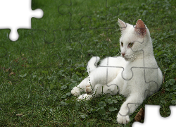 Biały, Kotek, Trawa