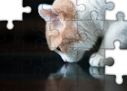 Biały, Kotek, Odbicie