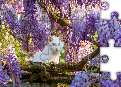 Biały, Kot, Drzewo, Kwiaty, Glicynia