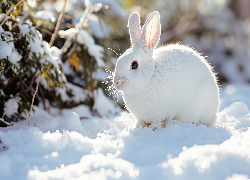 Biały, Królik, Zima, Śnieg, Rośliny