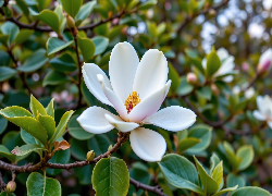 Magnolia, Kwiat, Liście, Grafika AI