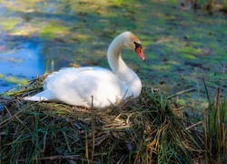 Biały, Łabędź, Gniazdo