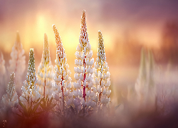 Łubin, Białe, Kwiaty, Grafika AI