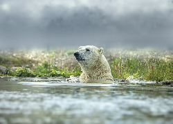 Niedźwiedź polarny, Woda, Kąpiel