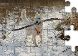 Zima, Pies, Biały owczarek szwajcarski, Śnieg, Aport, Kij