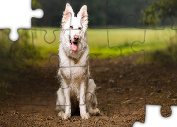 Pies, Biały owczarek szwajcarski, Ścieżka
