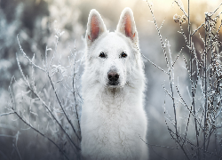 Pies, Biały owczarek szwajcarski, Oszronione, Gałązki
