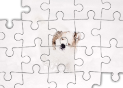 Biały, Pies, Zima, Śnieg