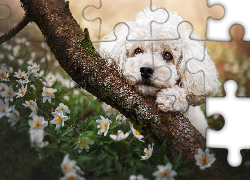 Pies, Pudel, Biały, Kwiaty, Zawilce, Gałąź, Wiosna