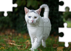 Biały, Słodki, Kotek, Las, Drzewa, Jesienne, Liście