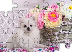 Pies, Szpic miniaturowy, Biały, Kosz, Kwiaty, Piwonie, Płotek