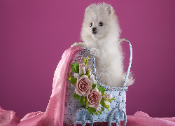 Szczeniak, Biały, Szpic miniaturowy, Wózek, Róże, Różowy, Szyfon