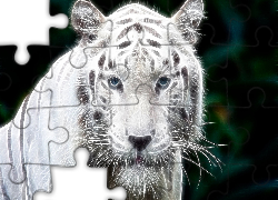 Biały, Tygrys, Głowa, Fractalius