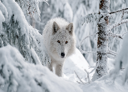Biały, Wilk, Las, Zima, Grafika AI