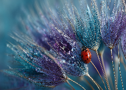 Biedronka, Mokre, Dmuchawce, Krople, Grafika AI