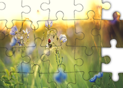 Niebieskie, Kwiaty, Biedronka