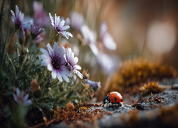 Fioletowe, Kwiaty, Stokrotki afrykańskie, Biedronka, Grafika AI