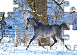 Koń, Zima, Drzewo