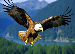 Ptak, Bielik amerykański, Lot, Rozpostarte, Skrzydła, Góry