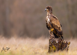 Bielik zwyczajny, Konar
