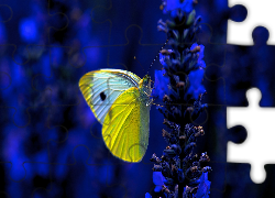 Biało-żółty, Motyl, Bielinek kapustnik, Niebieski, Kwiat, Ciemne, Tło