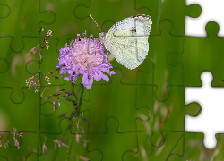 Kwiaty, Motyl, Bielinek rzepnik