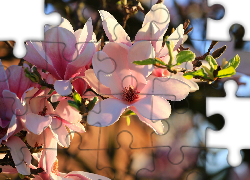 Kwiaty, Bladoróżowe, Magnolia