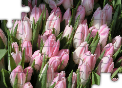Bladoróżowe, Tulipany