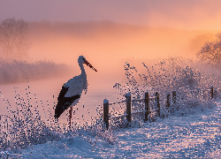 Bocian biały, Trawy, Zarośla, Zima, Płot, Grafika AI