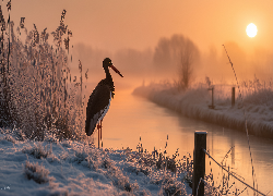 Bocian czarny, Rzeka, Oszronione, Trawy, Zima, Zachód słońca, Grafika Ai