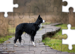 Pies, Border collie, Kładka