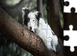 Pies, Leżący, Border collie, Drzewo, Konar