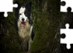 Pies, Border collie, Drzewo