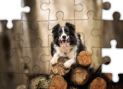 Pies, Border collie, Pocięte, Drzewo, Bale