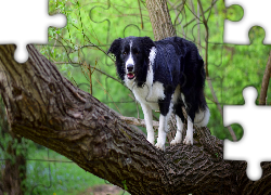 Pies, Border collie, Drzewo, Konar, Gałązki, Liście