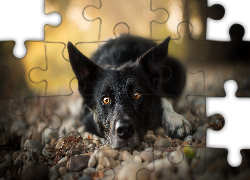 Leżący, Pies, Border collie, Mordka, Kamienie