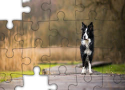 Pies, Biało-czarny, Border collie, Kładka