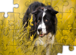 Łąka, Pies, Border collie